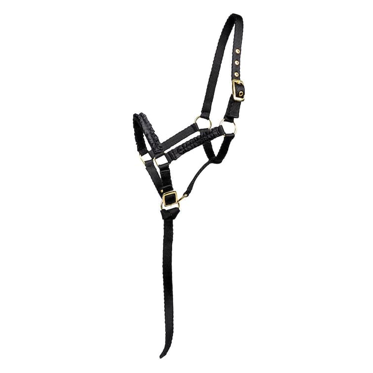 Nylongrimma, föl, Hansbo Sport