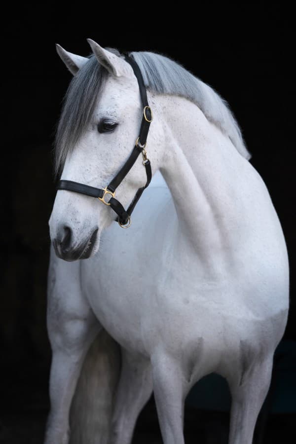 Lädergrimma, ponny-xfull, Covalliero Eco