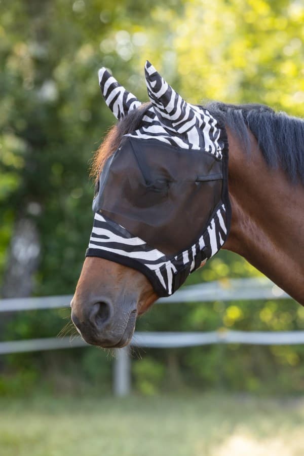 Flughuva, ponny-full, Covalliero