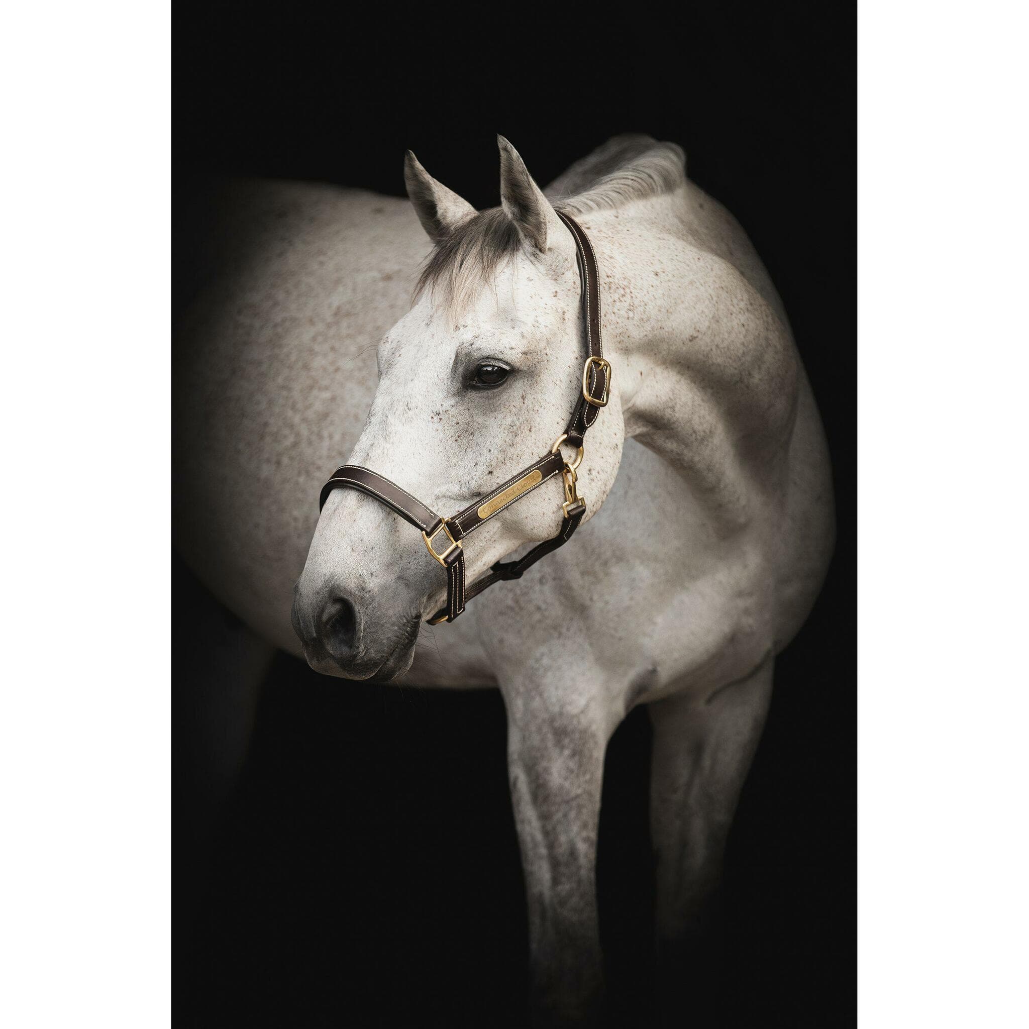 Lädergrimma, cob-xfull, Lippo Supreme British