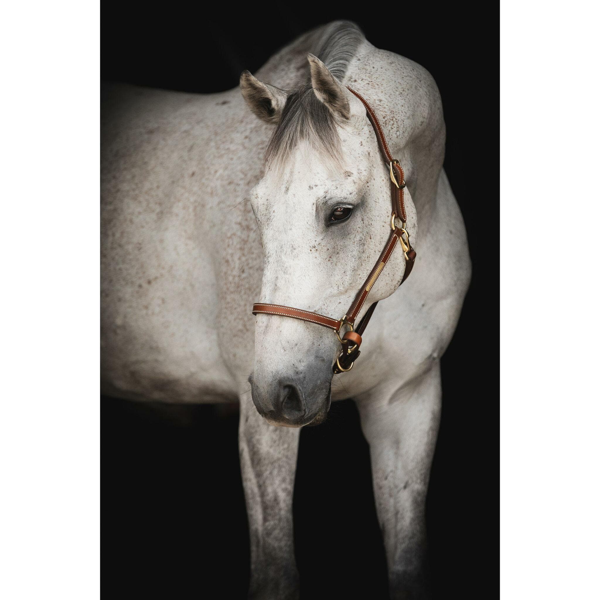 Lädergrimma, shetland-xfull, Lippo Supreme Midbrown